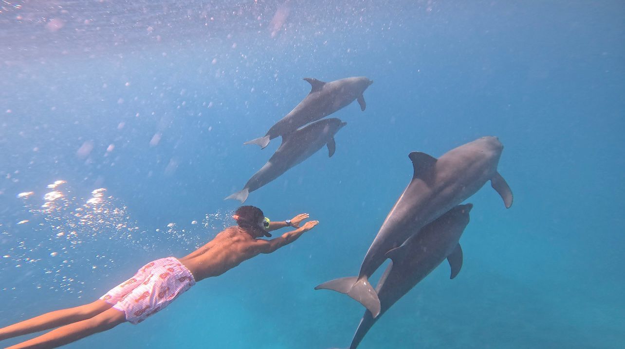 Diving professional (with dolphin)